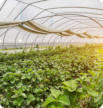 Non tessuto per uso agricolo